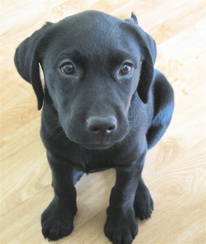500 Black Lab Names Popular Male and Female Names PetPress