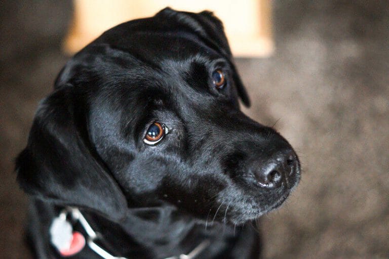 Top 150 Female Black Lab Names For Your Cute Female Black Lab