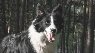 border collie breed