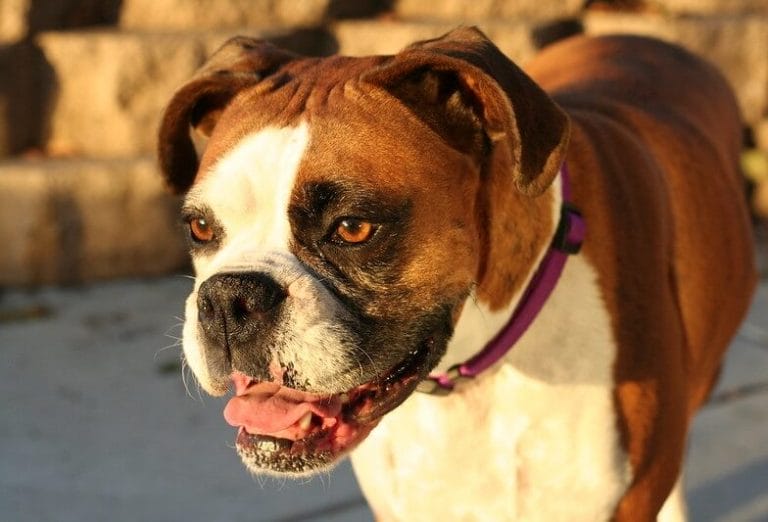 350 Boxer Dog Names Popular Male and Female Names