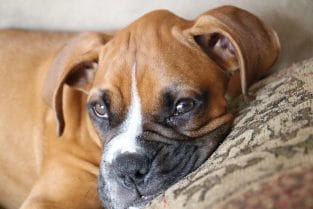 350 Boxer Dog Names - Popular Male and Female Names