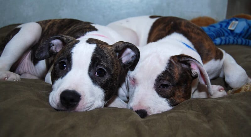 140 Boy and Girl Dog Names That Go Together