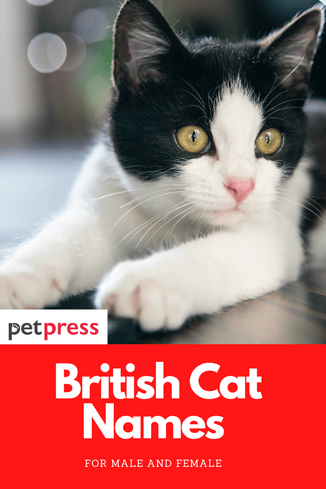 british-cat-names