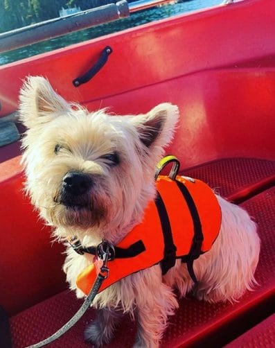 14 Reasons Why You Should Never Own Cairn Terriers - PetPress