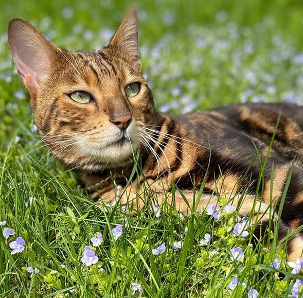 50+ Female Bengal Cat Name Ideas PetPress