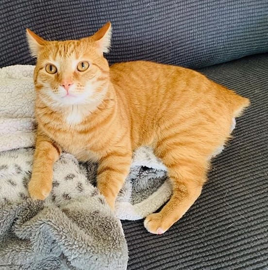 50+ Best Colorful Tabby Cat Names PetPress