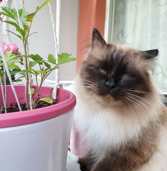100 Best French Male Cat Names 100-best-french-male-cat-names