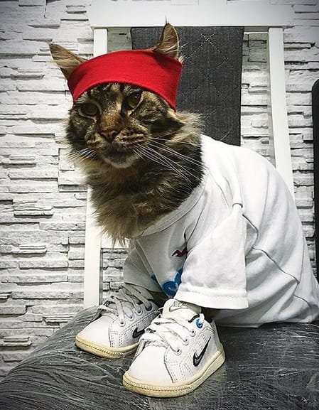 50 Coolest Rapper Male Cat Names For Your Cute Male Kitten 50-coolest-rapper-male-cat-names-for-your-cute-male-kitten