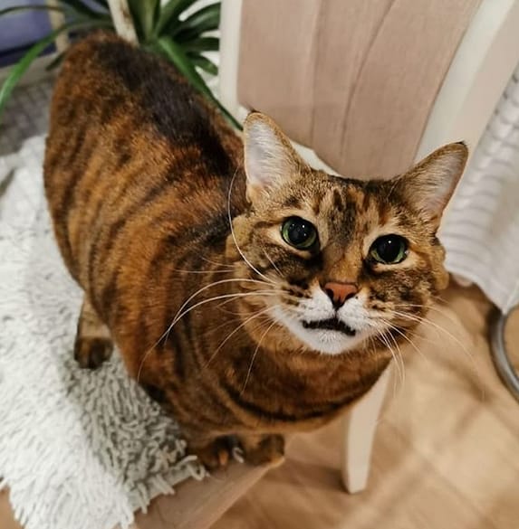 Top 75 Best Female Tiger Cat Names PetPress