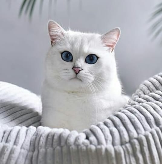 Top 100 Japanese Male Cat Names Best Ideas To Name Your Kitten