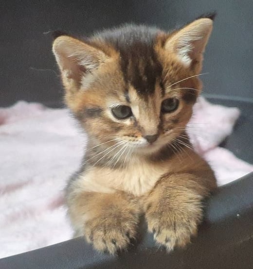 66 Exotic Cat Names With Meanings PetPress