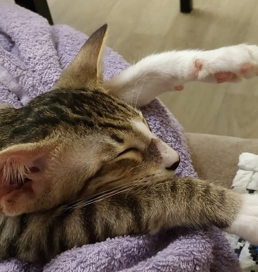 90+ Most Common Cat Names 2020 PetPress