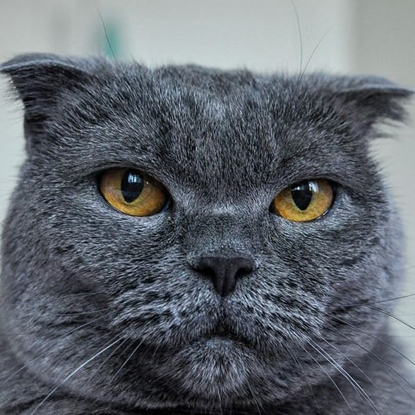 150+ Popular Female Cat Names 2020 PetPress