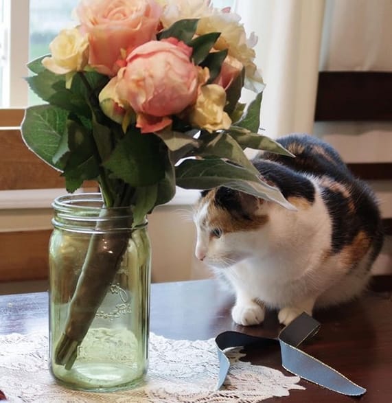 70+ Perfect Female Calico Cat Names PetPress