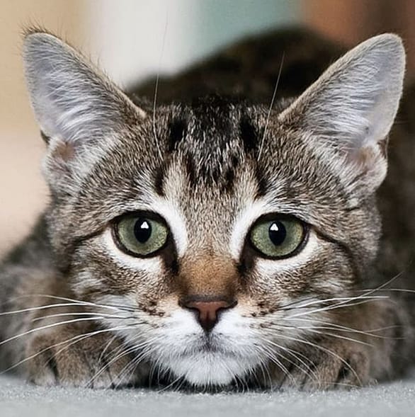 50+ Best Colorful Tabby Cat Names PetPress