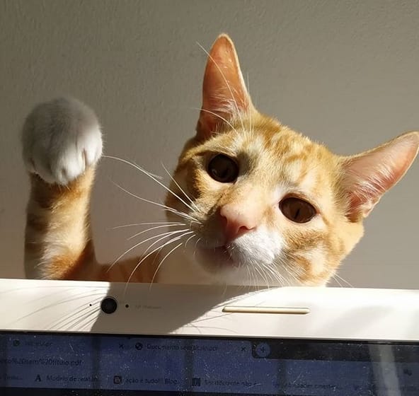 Top 150 Cool Male Cat Names For Your Cool Male Kitten