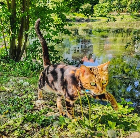 Top 75 Best Male Tiger Cat Names PetPress