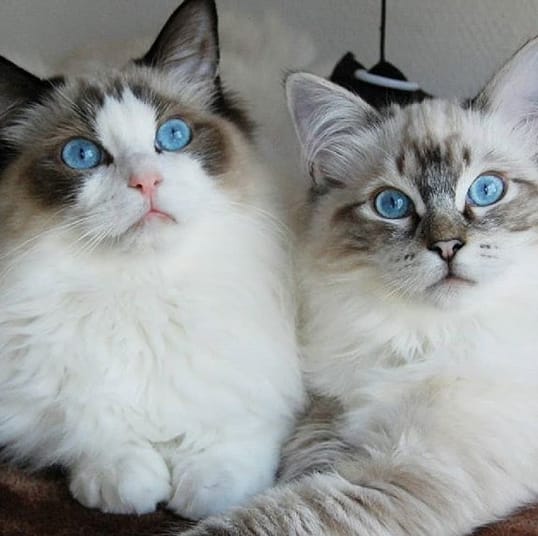 Top 60 Best Female Ragdoll Cat Names PetPress