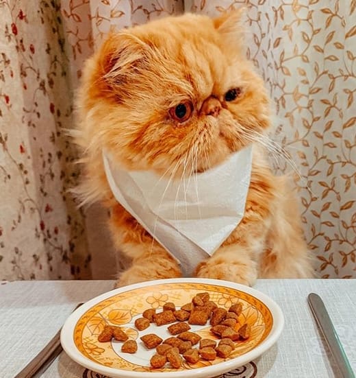 Top 35 Best Male Persian Cat Names PetPress