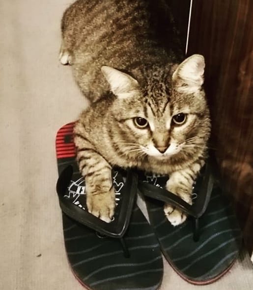 30+ Best Tiger Cat Names for Tabby Cats PetPress