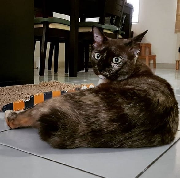 Top 45 Best Manx Cat Names PetPress