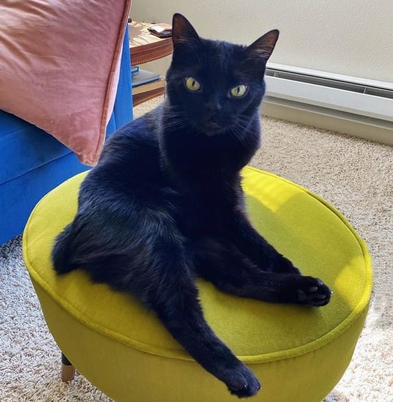 Top 45 Best Manx Cat Names PetPress