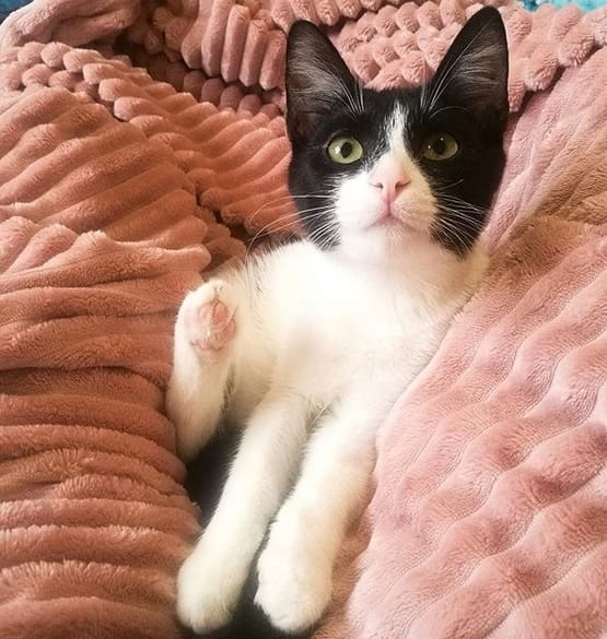 Top 33 Best Female Snowshoe Cat Names PetPress