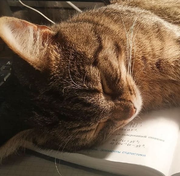 111 Classic Japanese Male Cat Names With Meanings