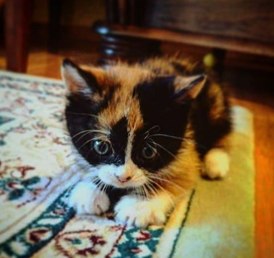 111 Classic Japanese Male Cat Names With Meanings