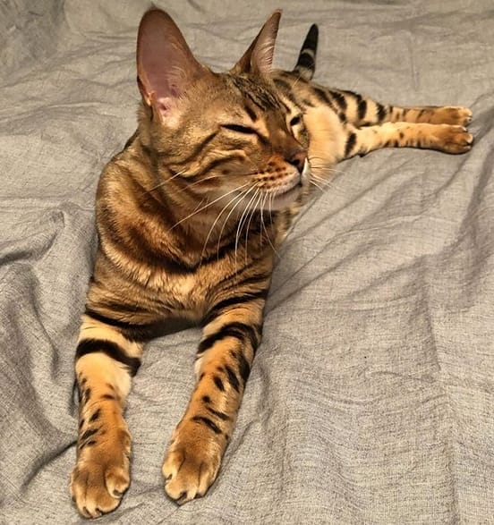 50+ Female Bengal Cat Name Ideas PetPress