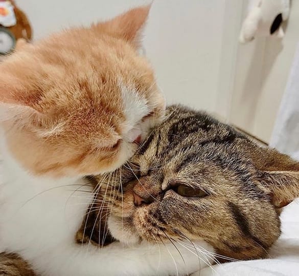 50 Best Kawaii Female Cat Names With Meanings PetPress