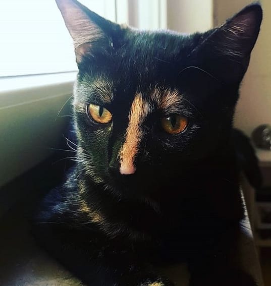 80+ Top Black and Orange Cat Names For Your Cute Kitten PetPress