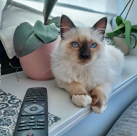 Cute French Female Cat Names Cute French Female Cat Names