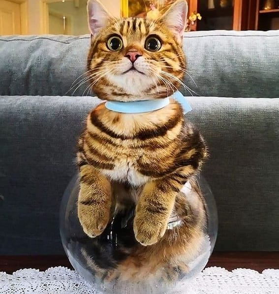 111 Classic Japanese Male Cat Names With Meanings