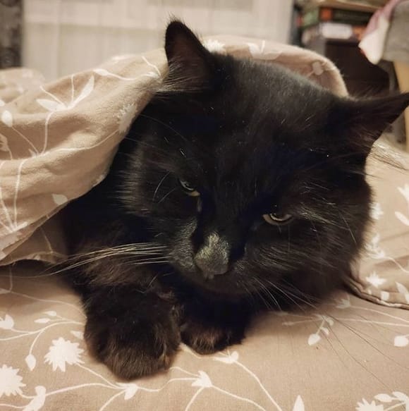 75+ Magical Cat Names for Your Mystical Feline PetPress