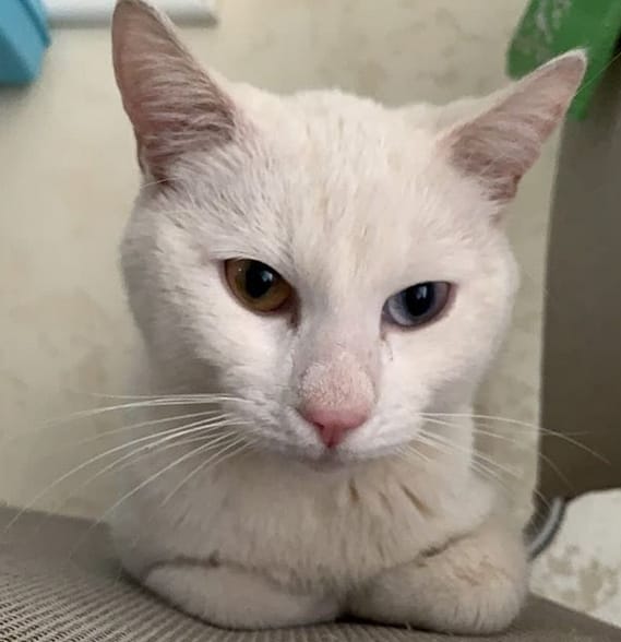 Top 55 Male White Cat Names For Your White Male Kitten