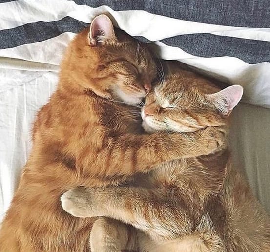 50 Best Kawaii Female Cat Names With Meanings PetPress