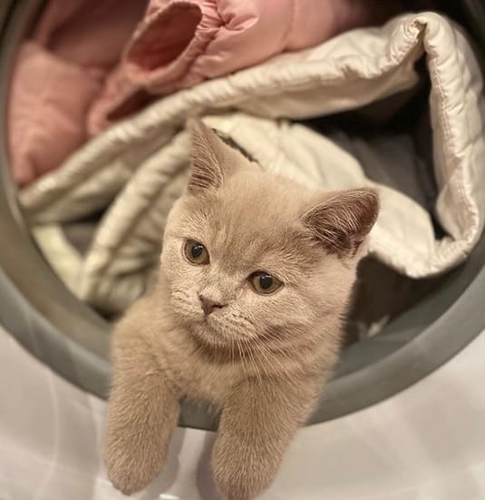 75 Trendy Cat Names 2020 PetPress