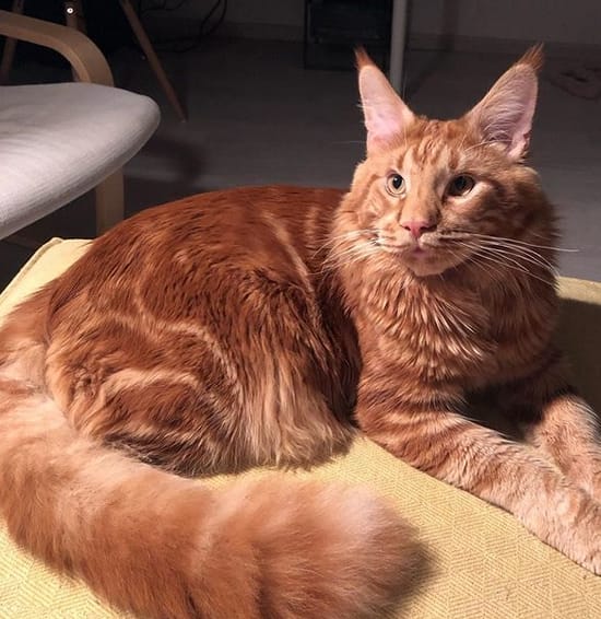 Top 35 Best Male Maine Coon Cat Names PetPress