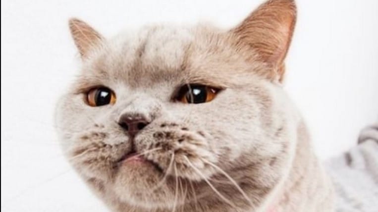 115 Traditional French Male Cat Names 115-traditional-french-male-cat-names