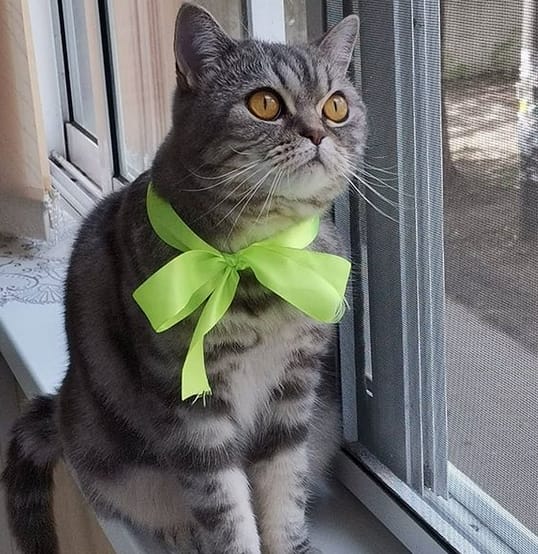 90+ Most Common Cat Names 2020 PetPress