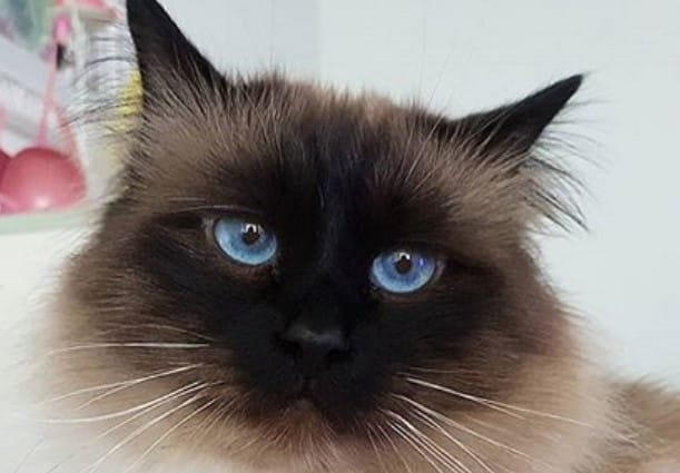 100 Best French Male Cat Names 100 Best French Male Cat Names