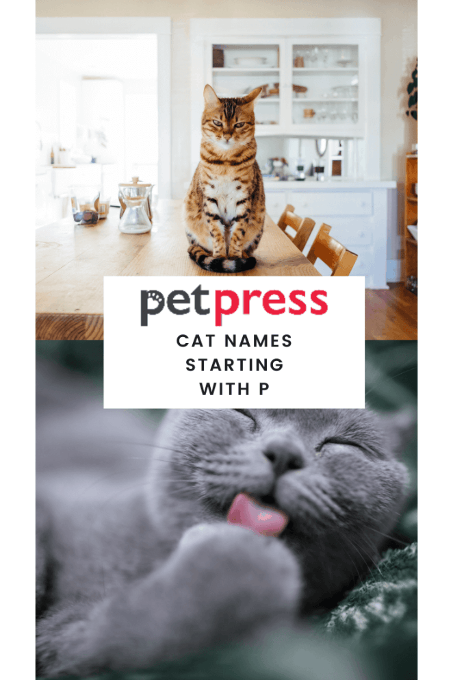 cat names starting with P