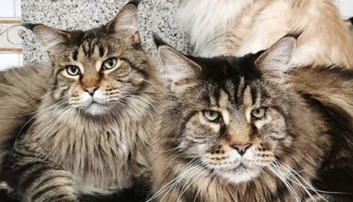 top-150-famous-male-cat-names-from-movies-petpress