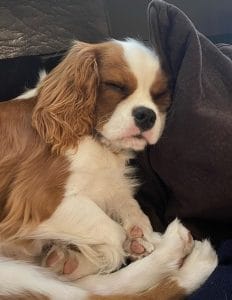 15 Reasons Why You Should Never Own Cavalier King Charles Spaniels ...