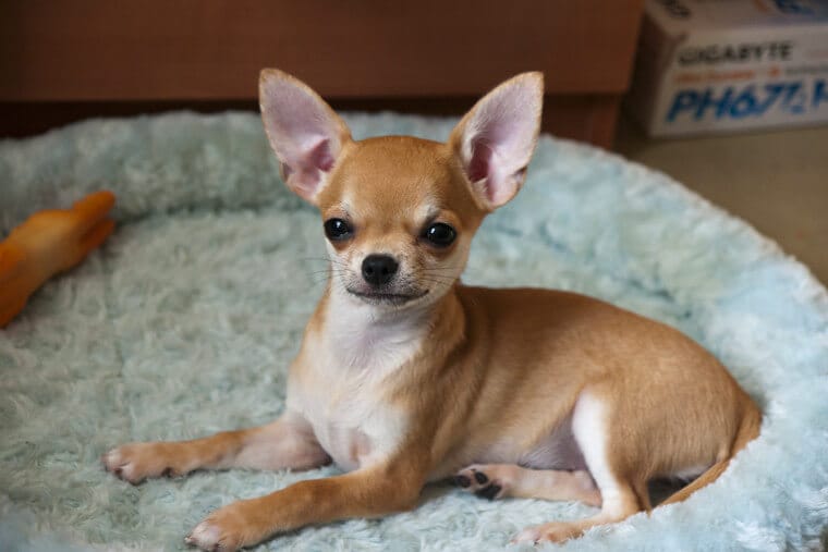 Chihuahua Dog Names - Over 500 Gorgeous Ideas! - PetPress