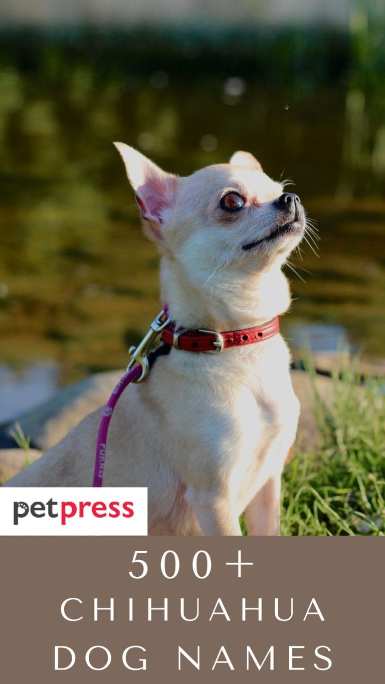 Chihuahua Dog Names Over 500 Ideas! PetPress
