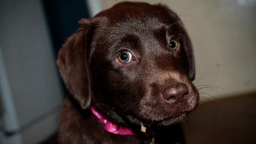 chocolate brown dog names