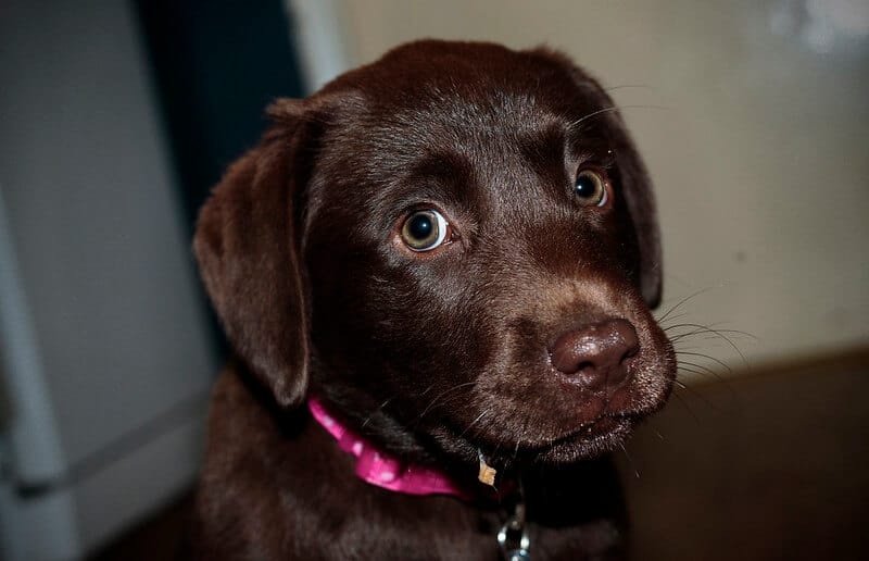 chocolate brown dog names