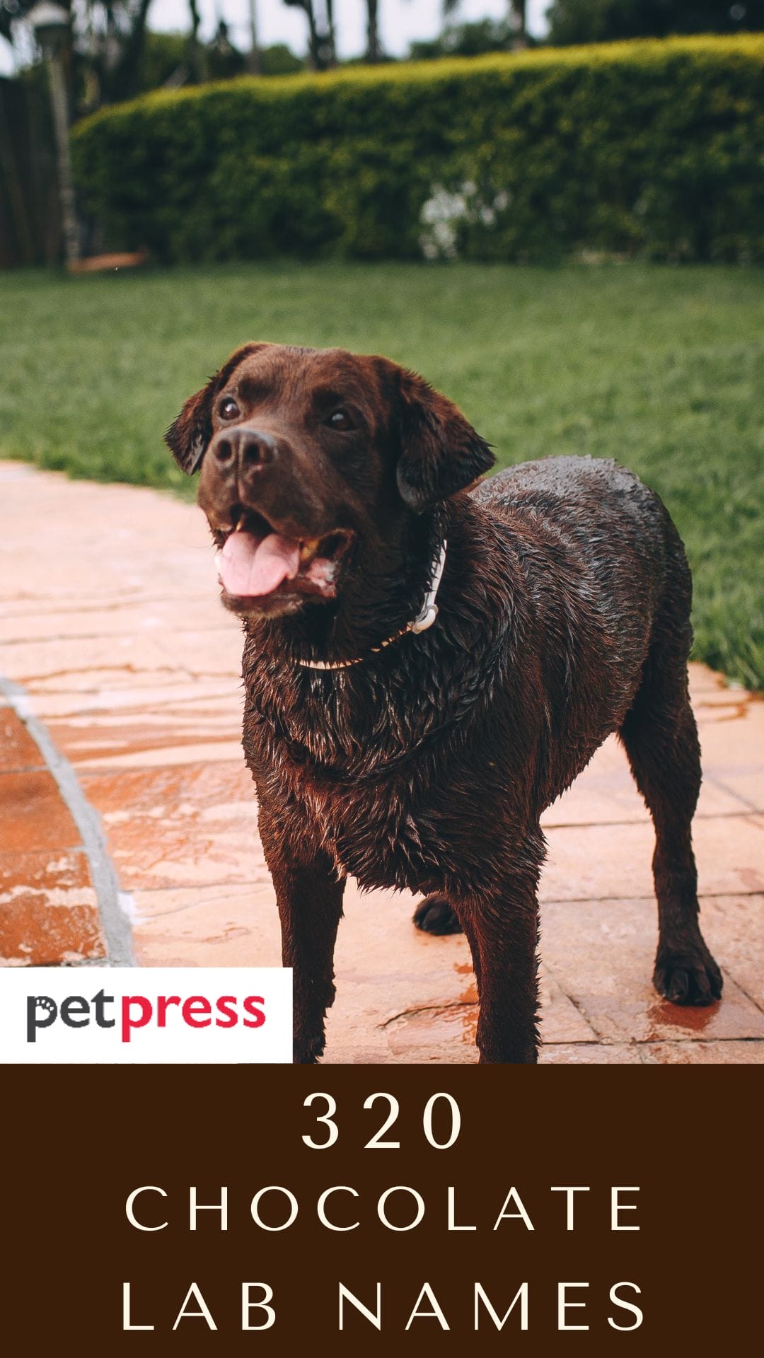Chocolate Lab Dog Names 320 Best Names for Brown Labradors PetPress